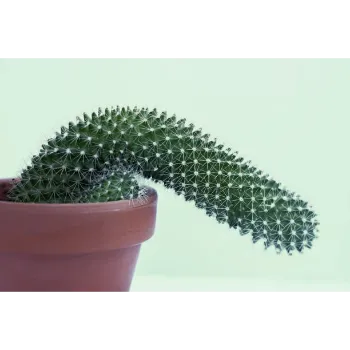 Cactus Plants
